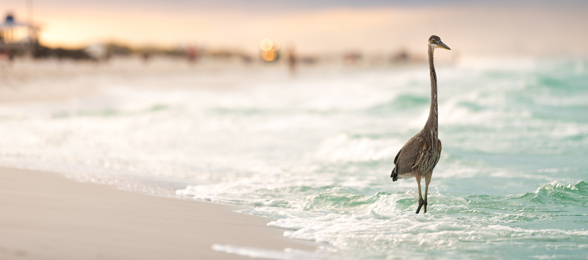 a blue heron walking in the waves along a beach